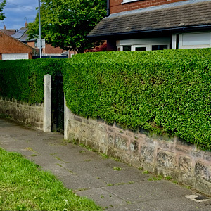 hedge cutting garden maintenance gallery /hedg trimming